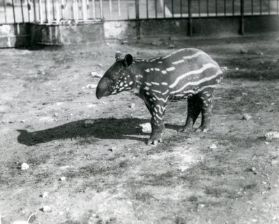 En ung malaysisk tapir i London Zoo, 5. oktober 1921 af Frederick William Bond